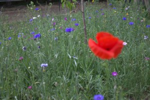 Wiese mit Mohn