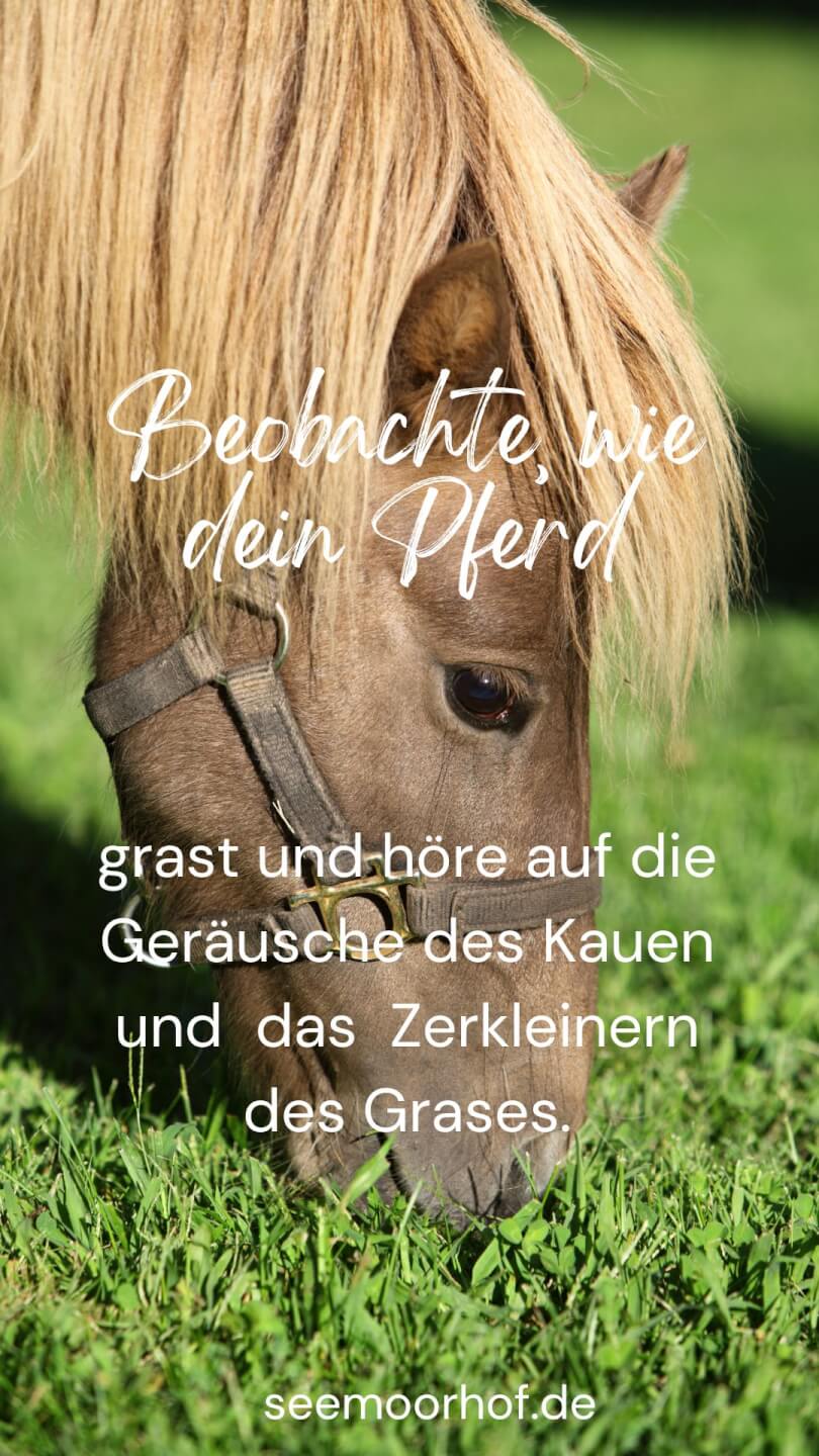 Achtsamkeit im Jetzt, beobachtend wie Pferd entspannt auf Weide grast SEEMOORHOF